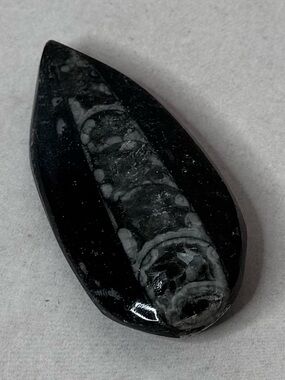 Polished Black Fossil Accent Stone - Black